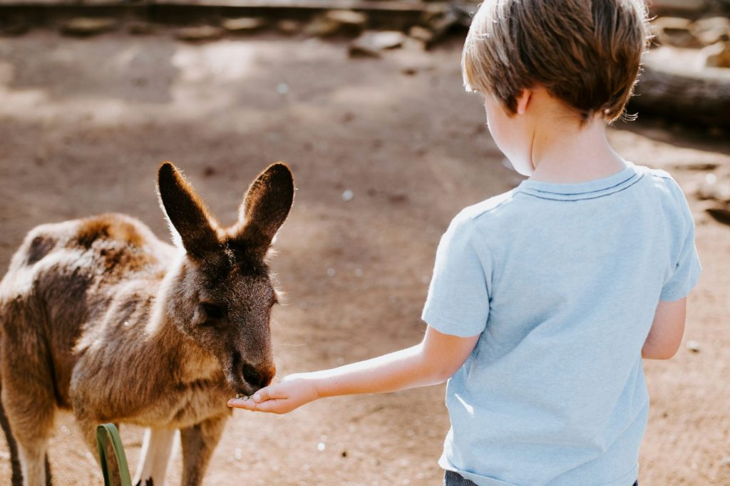 un tout-petit nourrissant un kangourou brun