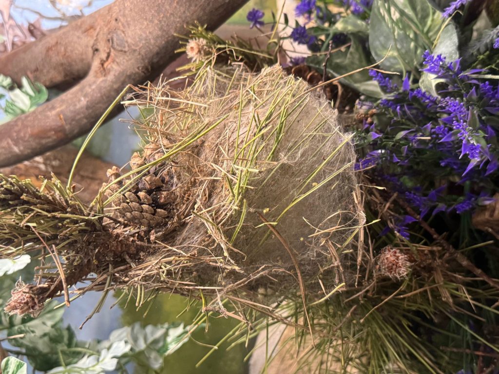 Cocon de chenilles processionnaires