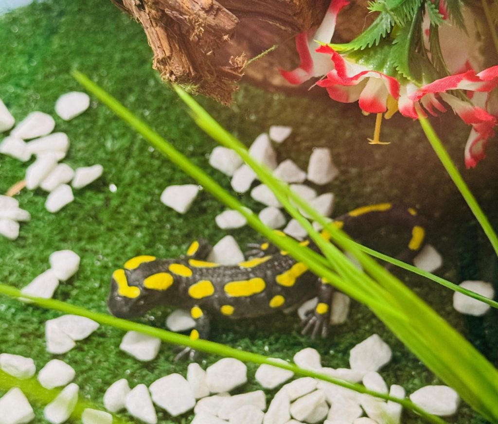 Salamandre tâchetée